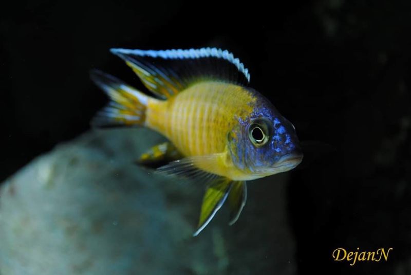 Aulonocara stuartgranti 'Hongi Island'